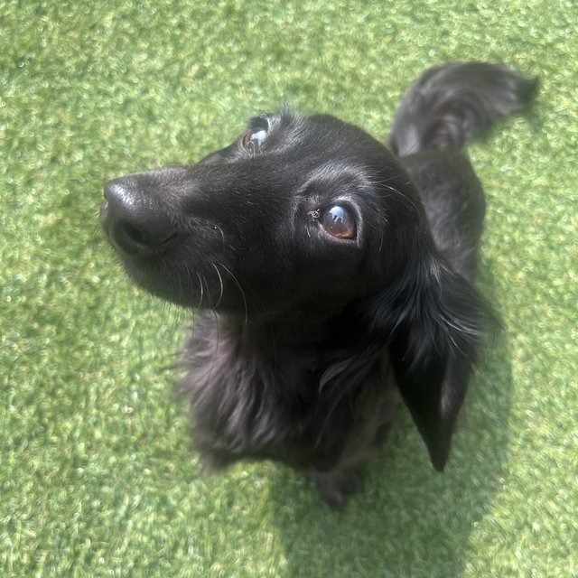 A black dachshund looking up from the grass