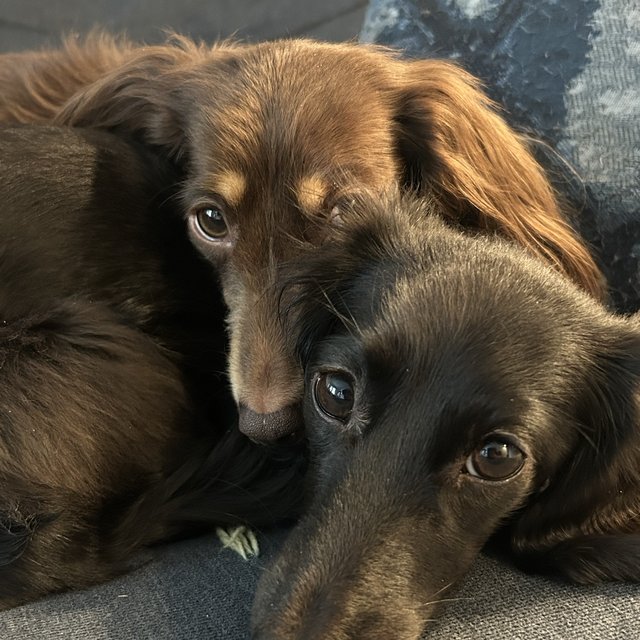 Two dachshunds cuddled up on a couch