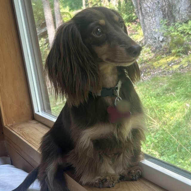 A long-haired dachshund sitting by a window