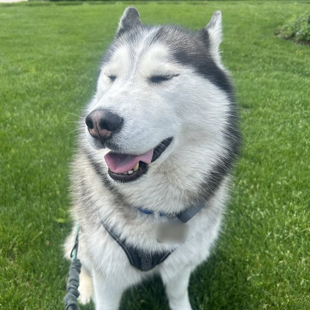 A smiling husky on a walk