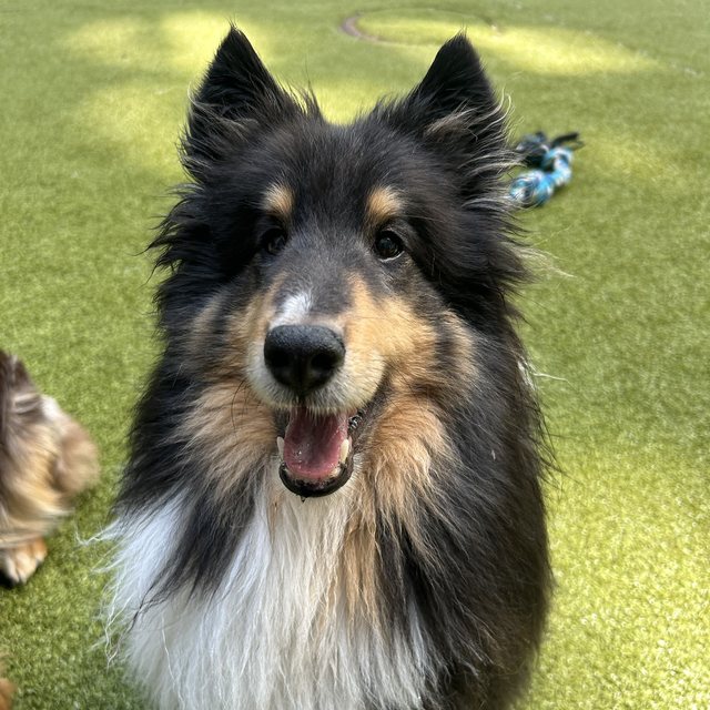 A sheltie grinning in the play yard