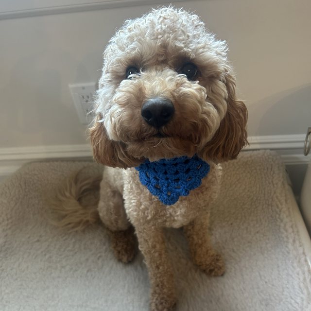 A curly doodle in a blue crochet bandana