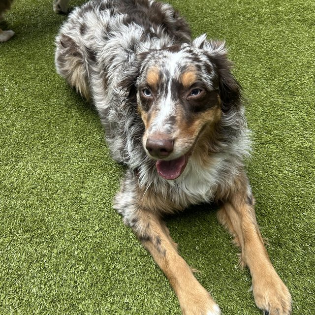 An Australian shepherd relaxing on the turf