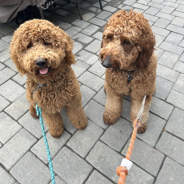 Two doodles ready for their walk