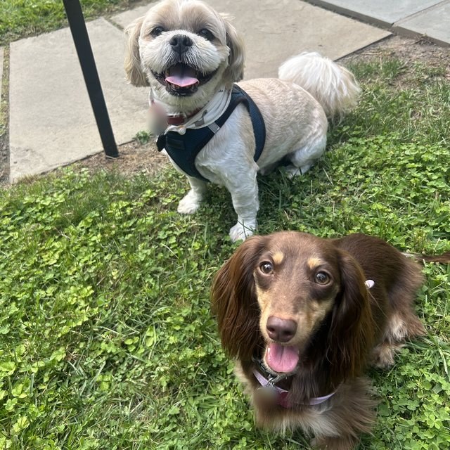 A shih tzu and a dachshund out in the yard